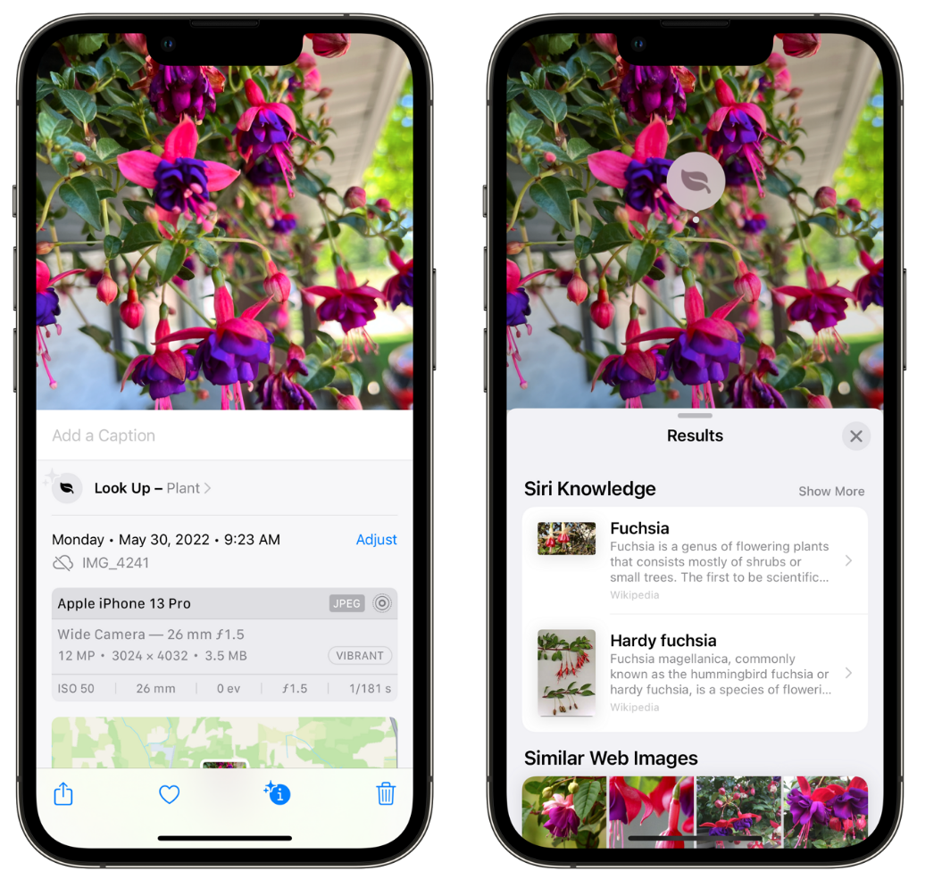平谷苹果手机维修分享小技巧：使用 iPhone 相机识别花卉植物 